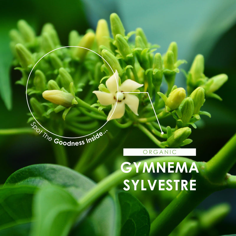 Organic Gurmar (Gymnema Sylvestre) 500mg – 180 Vegan Capsules (3 Month Supply) – High Strength Gurmar Leaf Supplement – Resealable and Recyclable Pouch by Alpha01 1 count (Pack of 180)