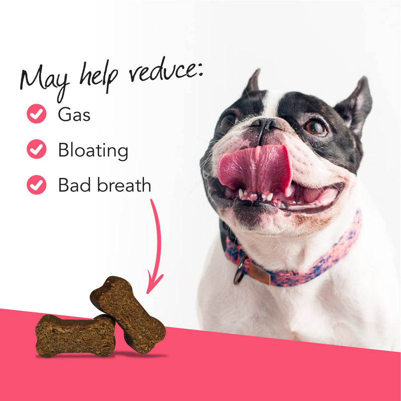 VetriScience Probiotic Everyday for Dogs, 45 Chews - Immune and Digestive Support Supplement for Dogs - PawsPlanet Australia
