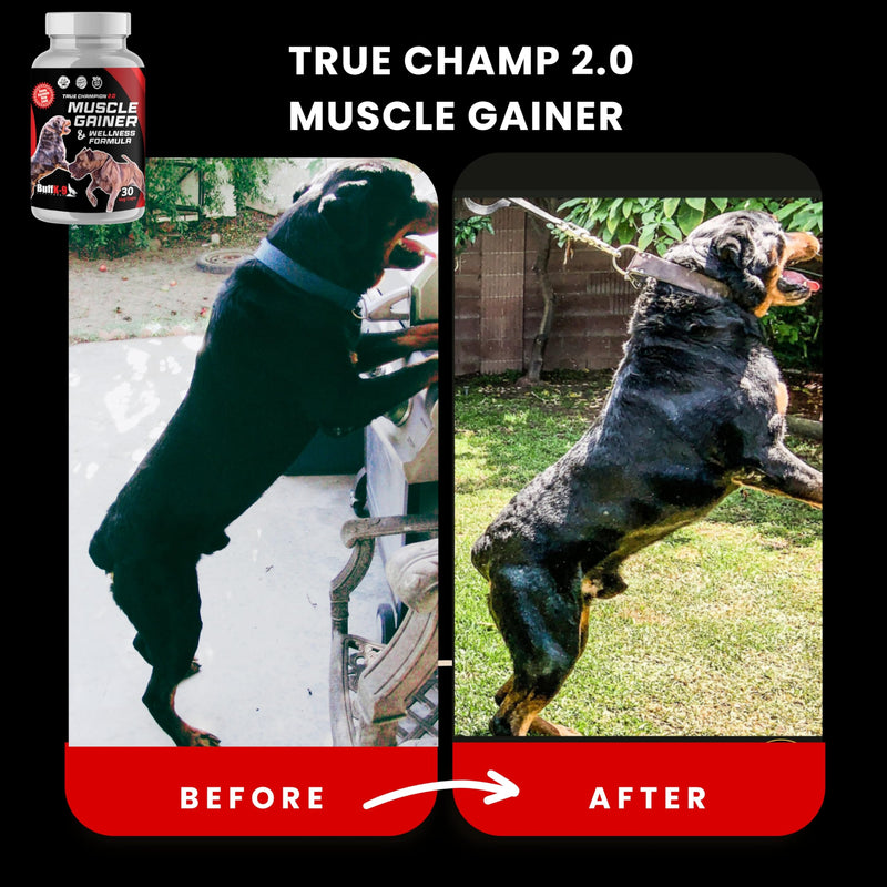 BuffK-9's 3-in-1 Dog Muscle Builder and Weight Gainer for Dogs Capsules for Puppies & Adult Dogs - All Breeds -Top Choice Canine Dog Supplement for Muscle Gains - 30 Caps - PawsPlanet Australia