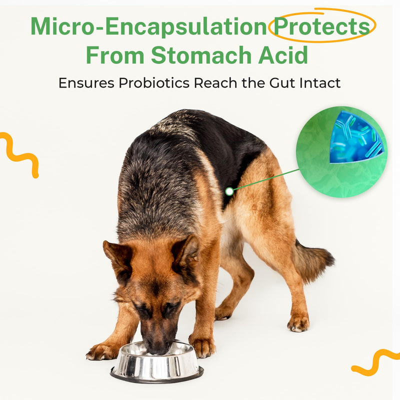 Probiotic for Dogs - Grain-Free Digestive Support Powder for Diarrhea, Bloating & Gas - Promotes Immune Support & Oral Health - Reduces Paw Licking, Allergies & Yeast Infections - 5.4 oz - 90 Scoops - PawsPlanet Australia