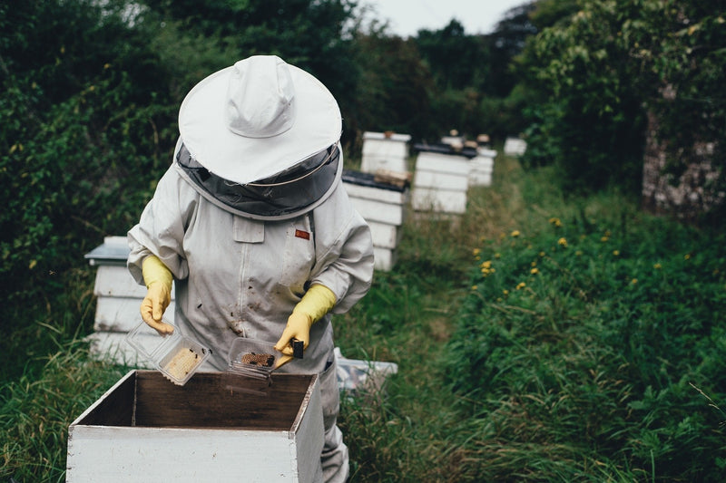[Australia] - Bee pollen/bee pollen in premium beekeeping quality, from ImkerPur, 1 kg, completely residue-free, sweet-mild (conventional) 1 kg (pack of 1) 