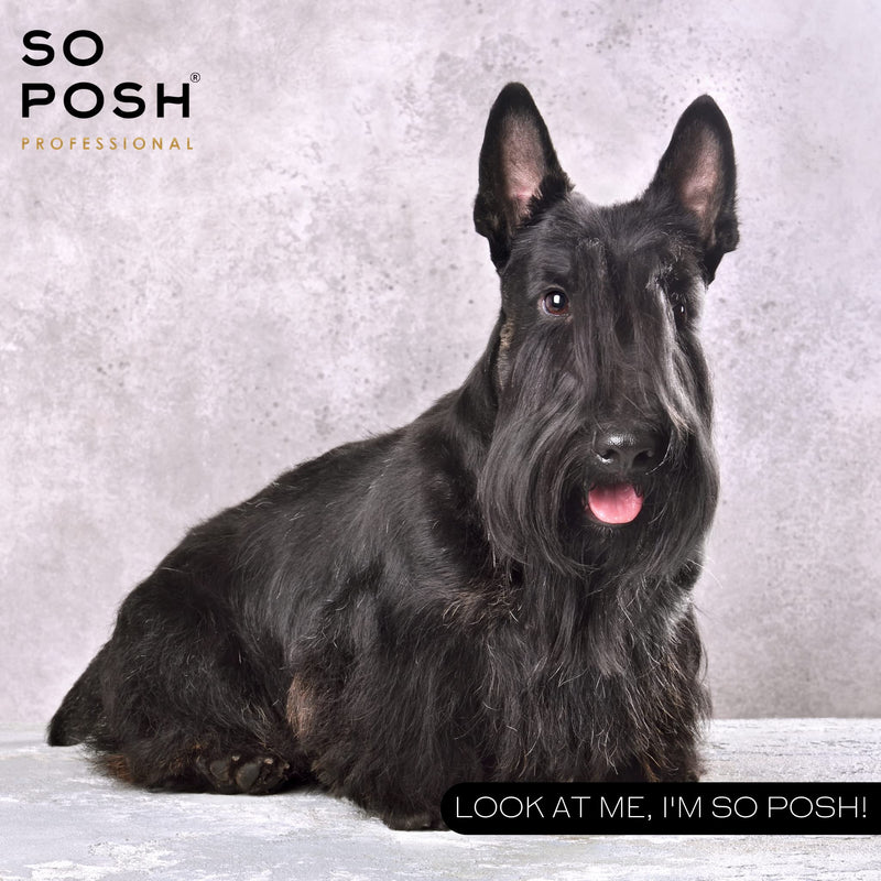 So Posh Harsh Harsh Dust - Styling for Dogs Adds Instant Texture, Completely Invisible, Adds Hold to Paws, Moustaches, & Top Knots, Secret Recipe. 1.2 Oz - PawsPlanet Australia