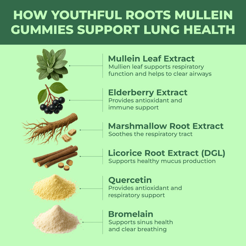 Mullein Lung Support 60 Gummies. 6 in 1 Botanical Blend with Elderberry, Marshmallow Root & Licorice Root Extract, Quercetin and Bromelain Strawberry 1 Pack - 60 Gummies