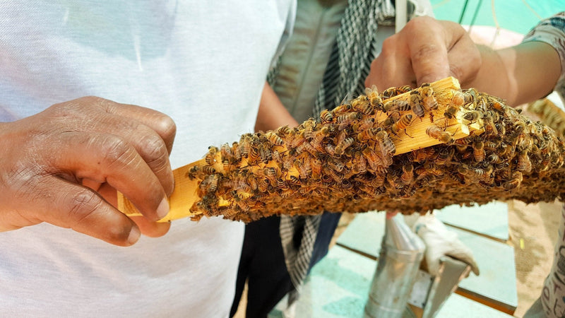 [Australia] - Propolis from ImkerPur, 100g, antibacterial, residue-free, directly from the apiary (raw propolis (in pieces)) 