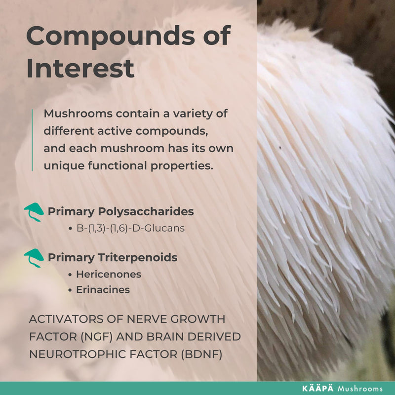 Lion's Mane Mushroom Elixir - Lions Mane Extract + Zinc + Vitamin C - Potent Ultrasonic Extraction | Mushroom Supplement for Focus, Brain & Memory | Grown in Finland - 50ml LIONS MANE ELIXIR 50ml