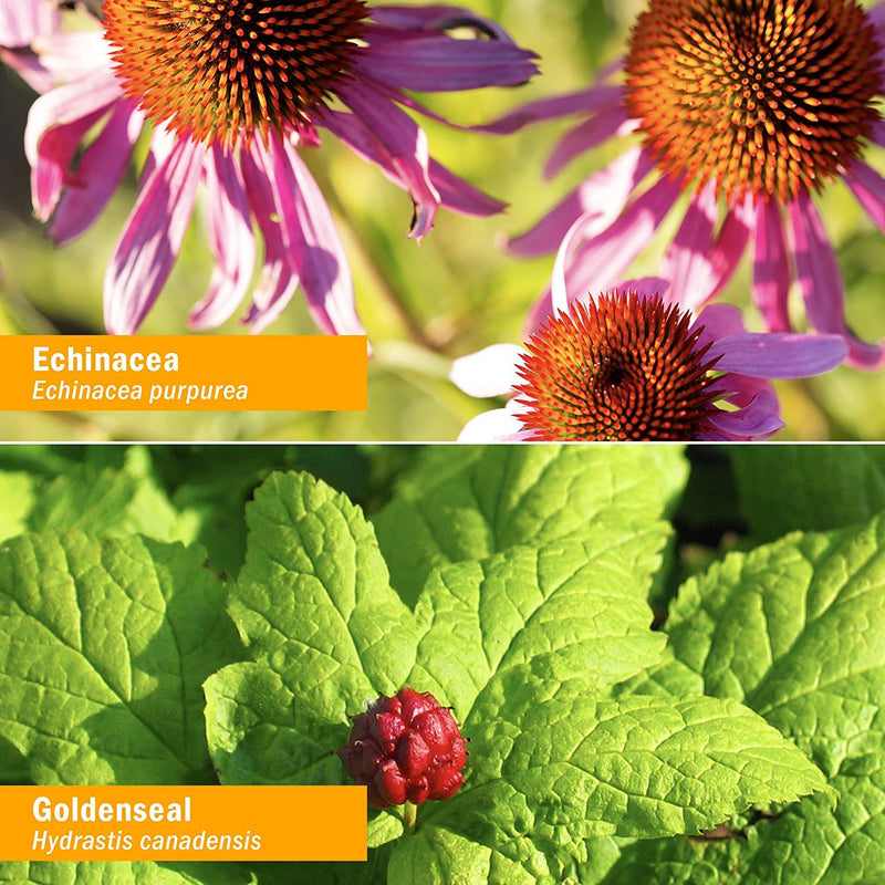 [Australia] - Herb Pharm Organic Rapid Immune Boost: Fast-Absorbing Tincture for Adults, Echinacea Tincture with Goldenseal, Ginger Extract & Elderberry, Immune Support Supplement & Wellness Aid, 4 Oz 4 Fl Oz (Pack of 1) 