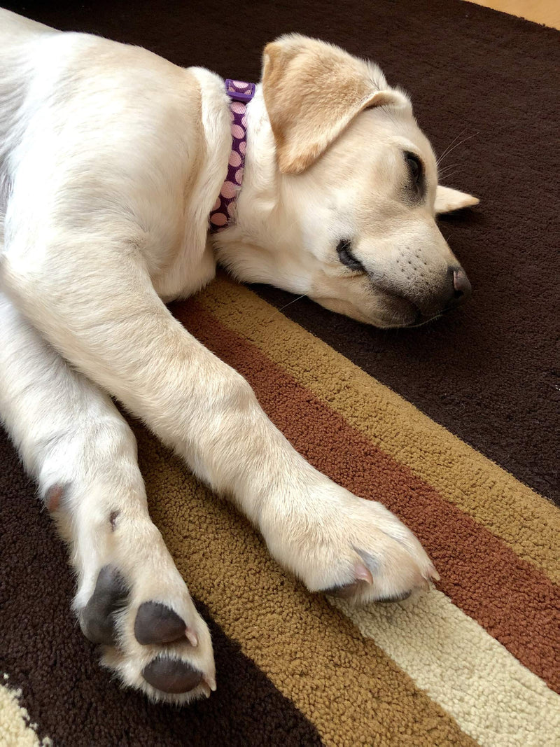 iCalmDog Reggae | by Through a Dog's Ear | Happy Jamaican Rhythms | Micro SD Sound Card | Proven Dog Anxiety Solution - PawsPlanet Australia