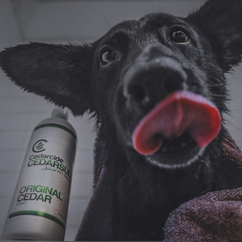 Cedar Suds Pet Shampoo Original Cedar Scent (Pint (16oz)) - PawsPlanet Australia