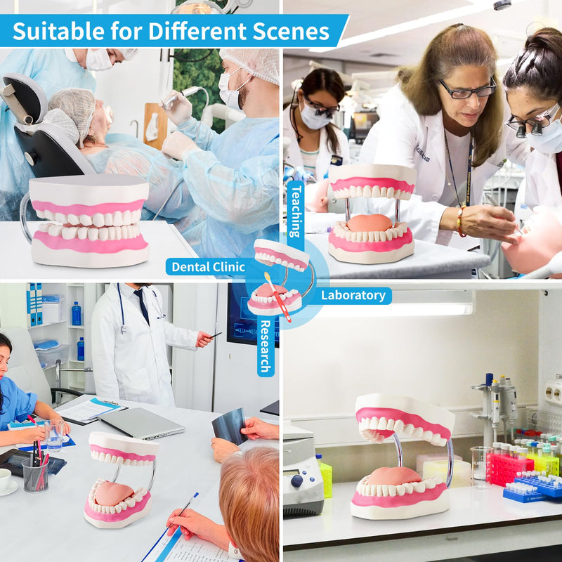 [Australia] - Annhua Large Anatonmical Teeth Model 6 Times Dental Hygiene Teeth Models, Dentist Teaching Oral Care Model with Detachable Tongue and Denture Toothbrush 6 Times Brushing Tooth Model 