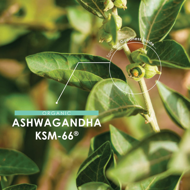 Organic Ashwagandha KSM-66® 1650mg - 5% Withanolides with Black Pepper – 180 Vegan Capsules – Resealable and Recyclable Pouch by Alpha01 90 Count (Pack of 2)