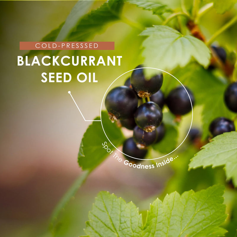 Blackcurrant Seed Oil 1000mg – 90 Softgels – 105mg GLA Omega-6 Essential Fatty Acid from Cold-Presssed Blackcurrant Oil – Resealable and Recyclable Pouch by Alpha01