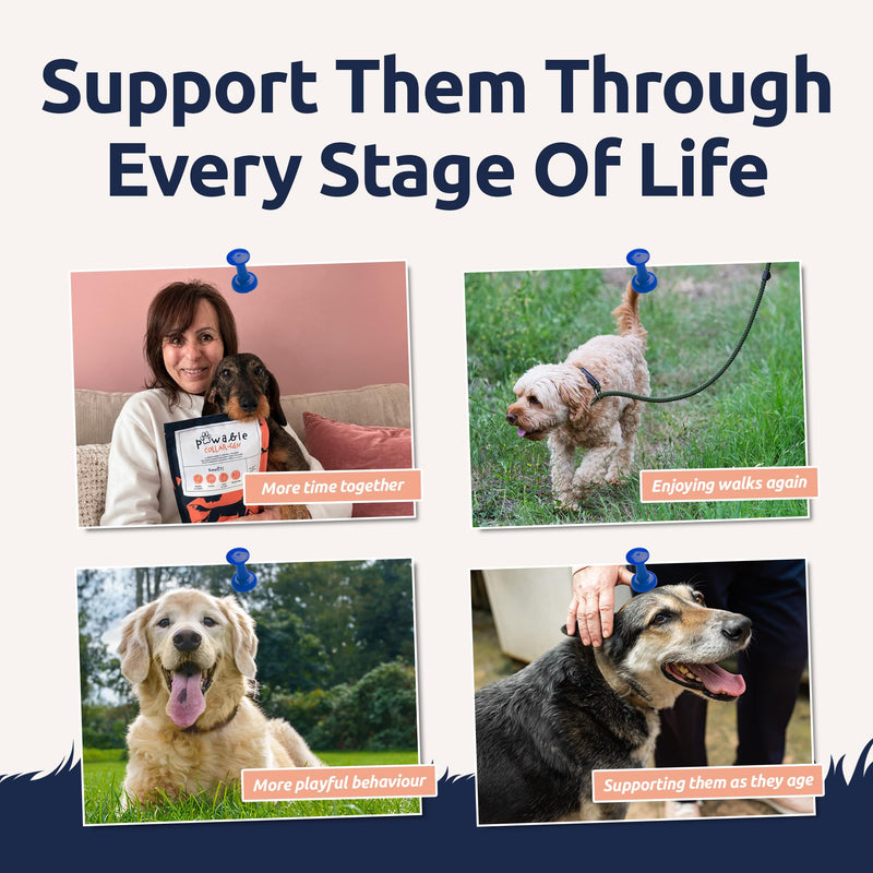 Collagen for Dogs | Dog Joint & Mobility Supplement with Hydrolysed Bovine & Eggshell Collagen | Supports Hips, Joints & Stiffness | Award-Winning | 225g Powder