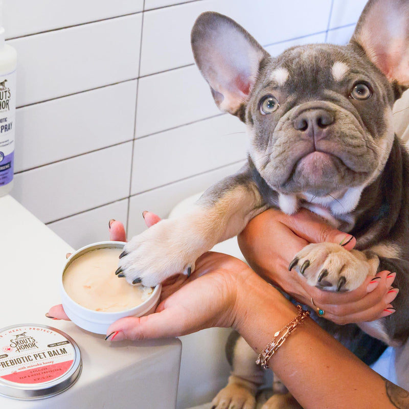 SKOUT'S HONOR Prebiotic Pet Balm - 100% Natural and Made with Manuka Honey, Soothes Dry, Itchy Paws and Noses - Safe for Cats and Dogs, 2oz 1- Pack 2 oz - PawsPlanet Australia