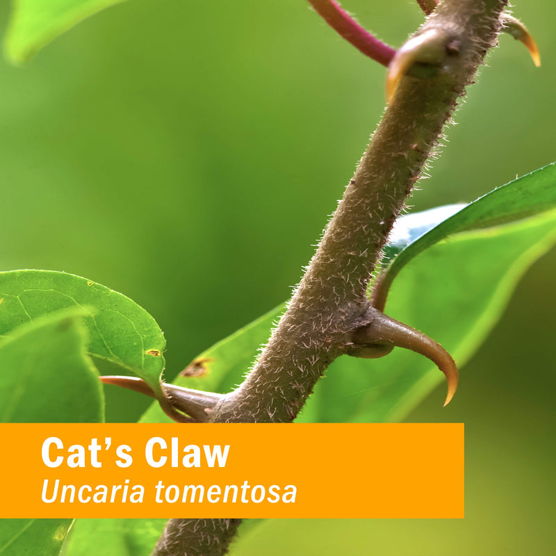 Herb Pharm Cat's Claw (UNA de Gato) Liquid Extract for Immune System Support - 1 Ounce (Pack of 2) - PawsPlanet Australia
