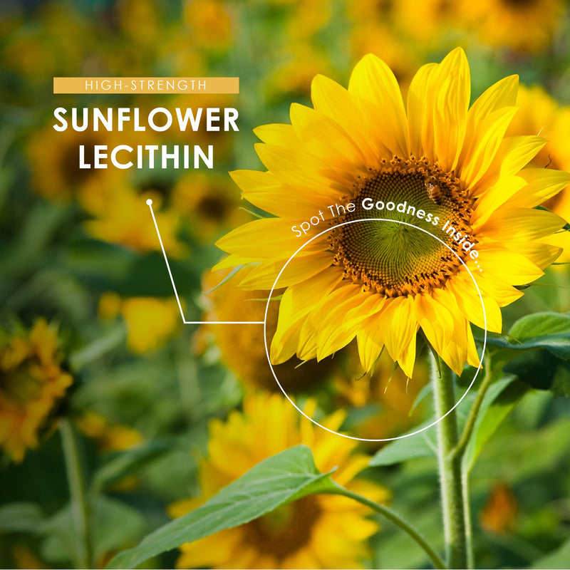 Sunflower Lecithin 1200mg – Produced from Naturally Sourced Soy Free Sunflower Oil – 90 Softgels (3 Months Supply) – Pure & Potent Helianthus Annuus - Resealable and Recyclable Pouch by Alpha01