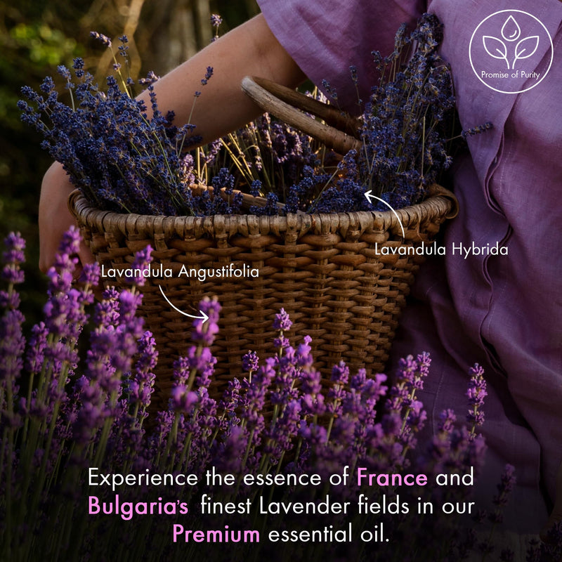 [Australia] - MAJESTIC PURE Lavender Essential Oil - Huge 4 fl oz with Glass Dropper | 100% Pure and Natural Lavender Oil | Premium Grade Essential Oils for Diffusers, Skin, Aromatherapy, Massage 4 Fl Oz (Pack of 1) 