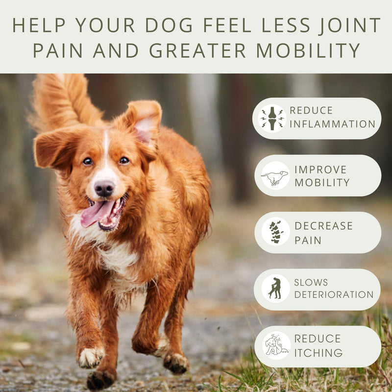 Pure Dogs Hip & Joint Dog Chews - Glucosamine Chondroitin & Green Lipped Mussel for Joint Pain Relief, Function & Mobility, Gut & Digestive Support - for Large & Small Breeds - 90 Chews 1 - PawsPlanet Australia