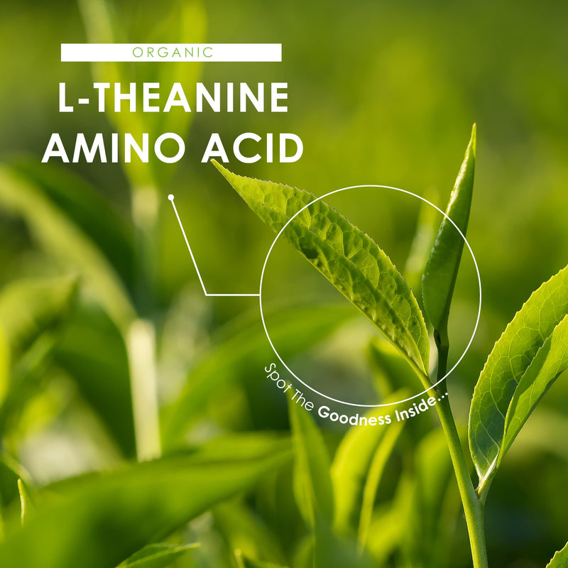Organic L-Theanine 100mg from Green Tea Extract - 60 Vegan Capsules (2 Months Supply) - High Strength Theanine Amino Acid Supplement - By Alpha01