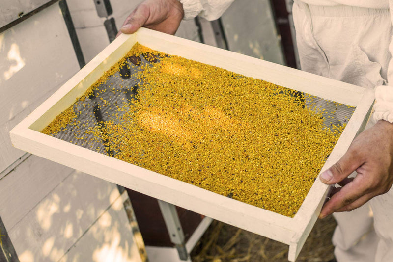 [Australia] - Bee pollen/bee pollen in premium beekeeping quality, from ImkerPur, 1 kg, completely residue-free, sweet-mild (conventional) 1 kg (pack of 1) 