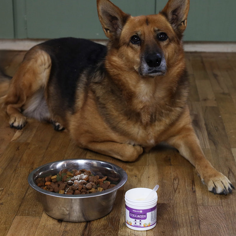 Eggshell Membrane Collagen for Dogs - Non-Gelatin and Non-Bone Marrow Based, All Natural Premium Dog Collagen Powder from Eggshell Membranes: Supports Pet HIPS, Joints, Nails, Fur and Digestion. - PawsPlanet Australia