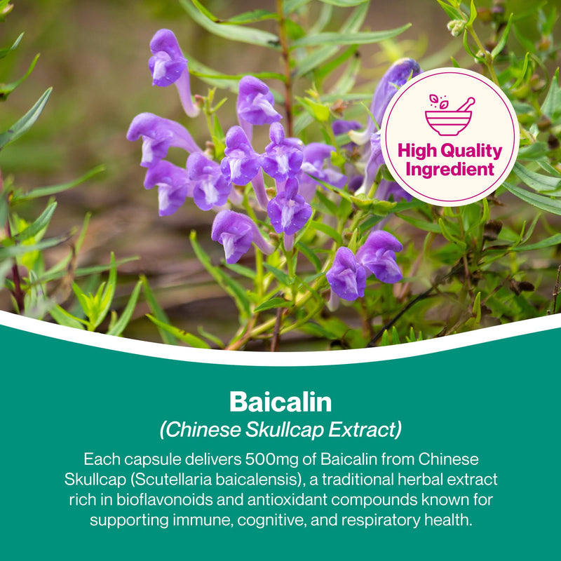 Hepatica Baicalin (Chinese Skullcap) | Standardised to 80% Baicalin (400mg) | 500mg Scutellaria Baicalensis Extract | 120 Vegan Capsules | 4-Month Supply | 3rd Party Lab Tested