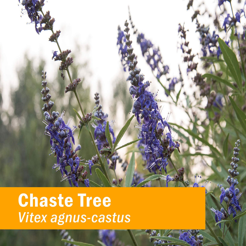 [Australia] - Herb Pharm Chaste Tree Liquid Extract for Female Reproductive System Support - 1 Ounce (DCHASTE01) 1 Fl Oz (Pack of 1) 