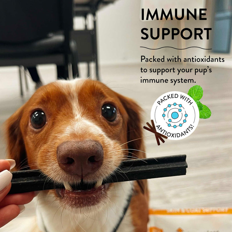 Shameless Pets Dental Treats for Dogs, The Tooth Berry - Healthy Dental Sticks with Immune Support for Teeth Cleaning & Fresh Breath - Dog Bones Dental Chews Free from Grain, Corn & Soy 7.2 Ounce (Pack of 1) - PawsPlanet Australia