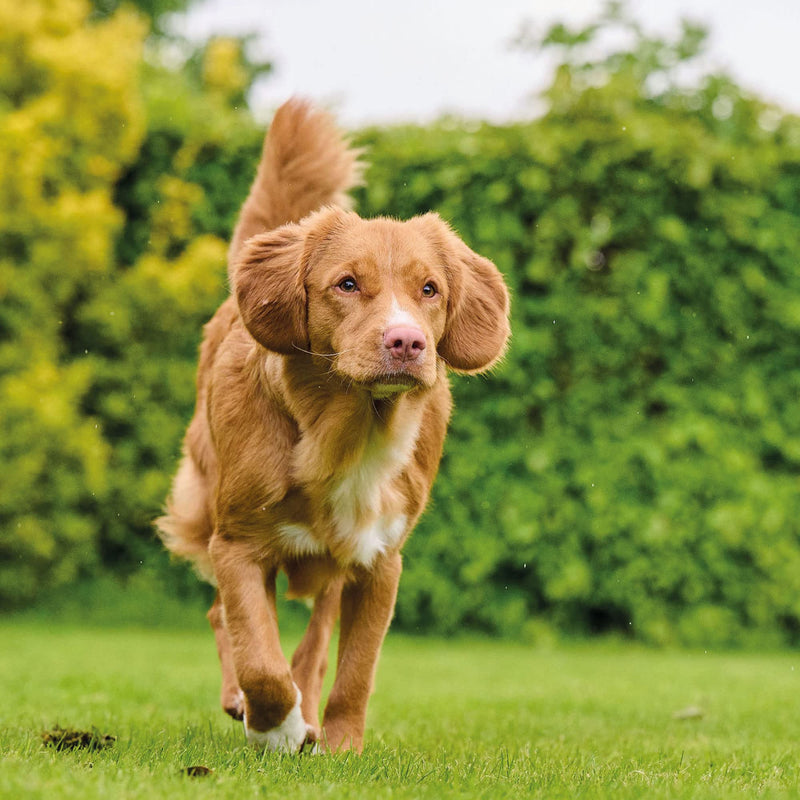 Beaphar Vitamins Dog Top 10 Vitamins 180 Tablets - PawsPlanet Australia