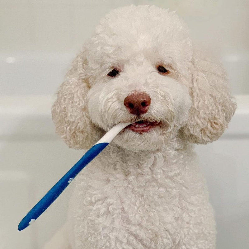 [Australia] - Nylabone Advanced Oral Care Dog Dental Kit Original Flavor 2.5 oz. 