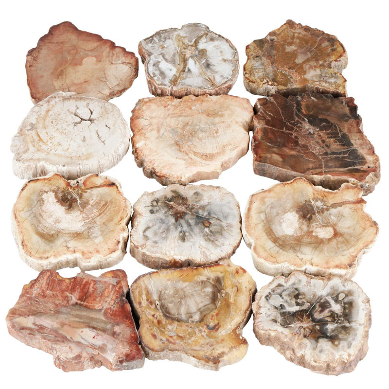 SUNYIK 1.5"-3" Pack of 4 Irregular Natural Petrified Wood Slab Slice | Raw Petrified Wood Stone Mineral Specimen, Healing Crystal Slab Wood Piece for Meditation Home Office Decor Altar Collection