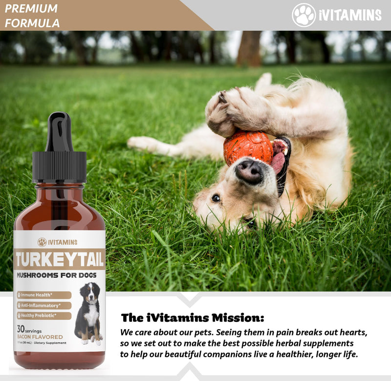 Turkey Tail Mushroom for Dogs | Helps to Boost The Immune System, is a Healthy Prebiotic, & Much More | Turkey Tail for Dogs | Mushrooms for Dogs | Dog Mushroom Supplements | 1 fl oz - PawsPlanet Australia