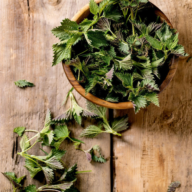 Alpi Nature Organic Nettle Leaf Powder 500g 1.1 lb, Dried and Ground Nettle Leaves, Urtica dioica 500 g (Pack of 1)