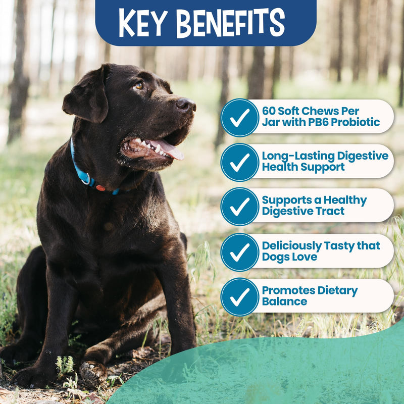 Replenish Probiotic and Digestive Enzyme Chews for Dogs - Dr. Rachel's Daily Canine Probiotics and Dog Digestive Enzymes, Nutrient Absorption Chews - Pet Dietary Balance, Stomach Relief - 60 Count - PawsPlanet Australia
