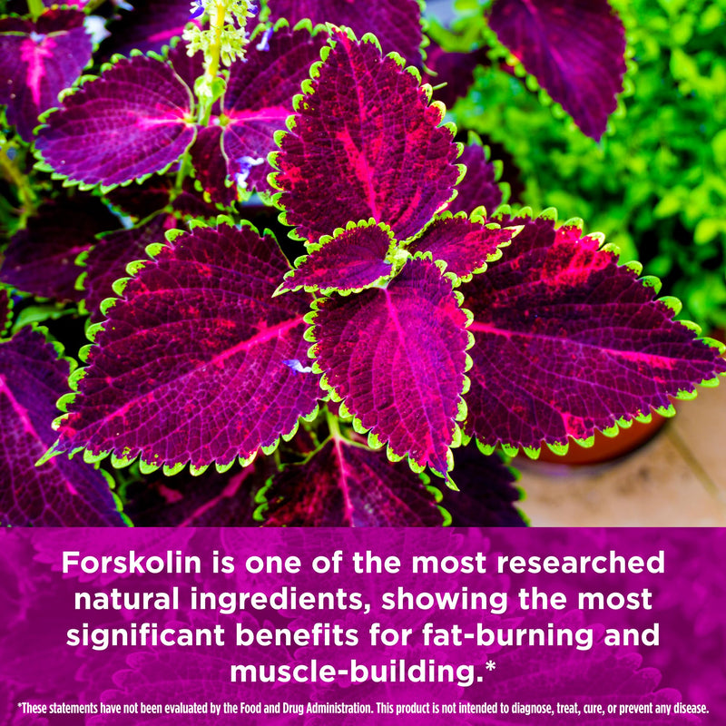 [Australia] - Biotest Carbolin 19 High-Performance Forskolin (30 Day Supply) 60 Softgels 