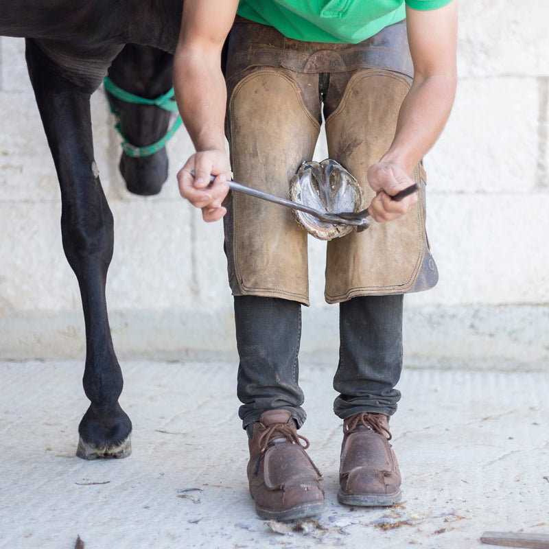 SURGICAL ONLINE Premium Hoof Tester for Horses - 13" Size, Veterinary-Grade, Surgical Stainless Steel, Autoclavable, Corrosion-Resistant - PawsPlanet Australia
