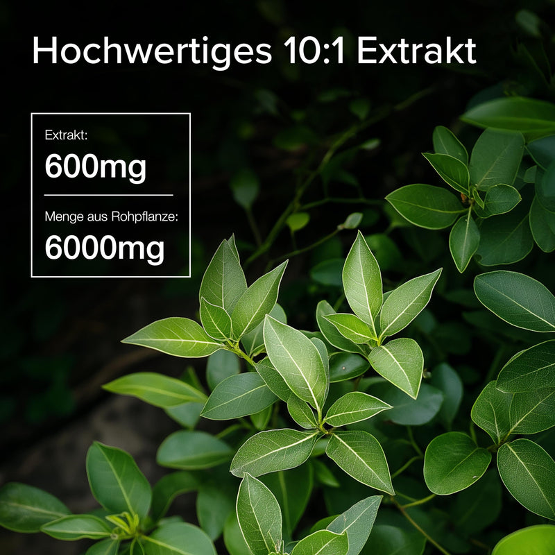 [Australia] - Maxedoutlabs - Fadogia Agrestis - (6000mg Fadogia - 10:1 formula) - 3 month supply - 600mg per capsule - One capsule per day - High dosage - Vegan | Alternative to Tongkat Ali capsules or Turkesterone 