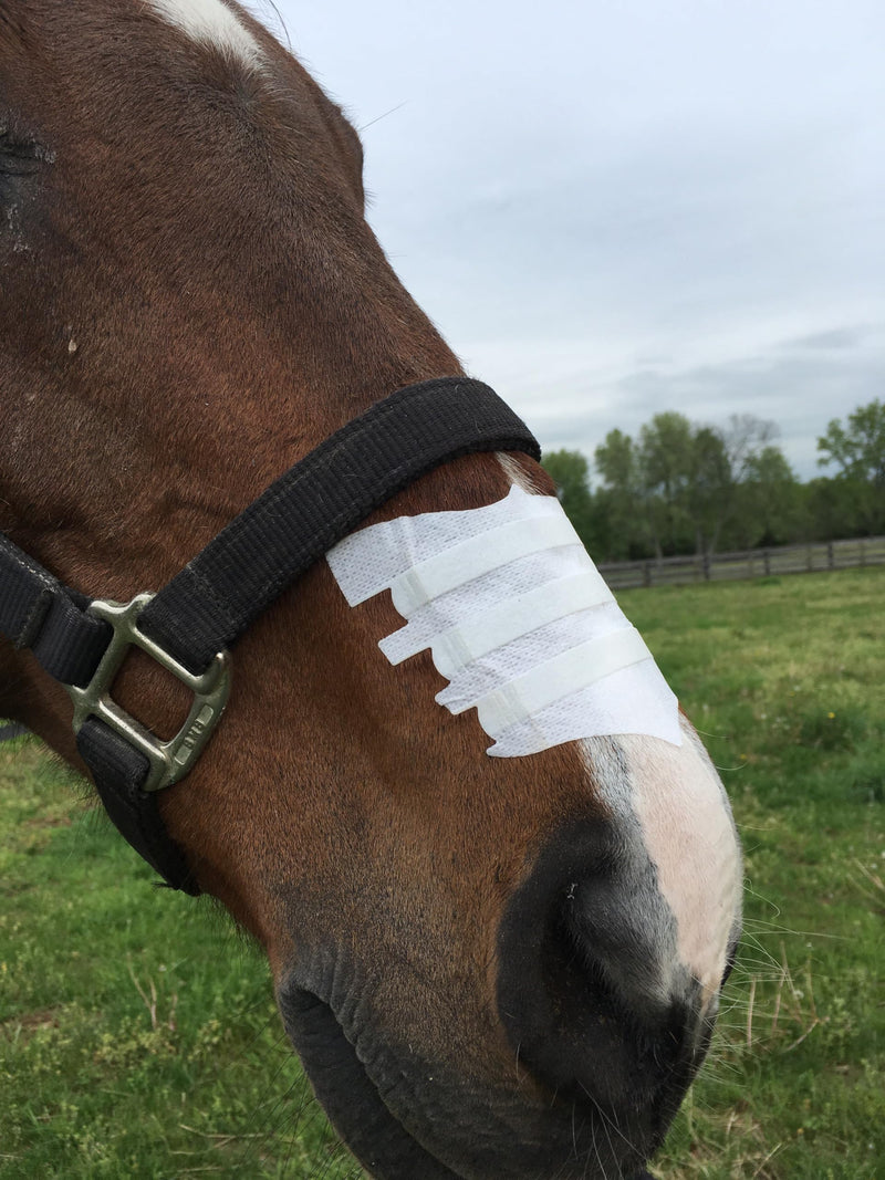 [Australia] - FLAIR Equine Nasal Strips for Horses (Turquoise, 1 Pack), Adhesive Equine Nasal Strips & Support, Breathing Improvement for Competition and Training Horses, Equine Health Supplies, Breathing Aid 