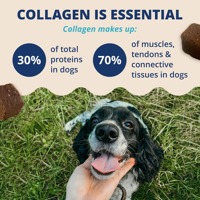 Under the Weather Collagen Chews for Dogs | Promotes Healthy Skin Coat and Stronger Hip & Joint | Improves Overall Mobility | Immunity and Anti-inflammatory Collagen for Dog Supplement | 60 Count - PawsPlanet Australia