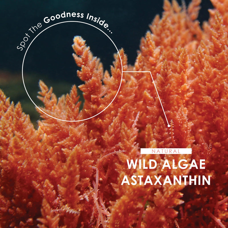 Wild-Algae Astaxanthin 160mg - Providing 8mg Astaxanthin Antioxidant - 180 Softgels - Resealable and Recyclable Pouch by Alpha01 1 count (Pack of 180)