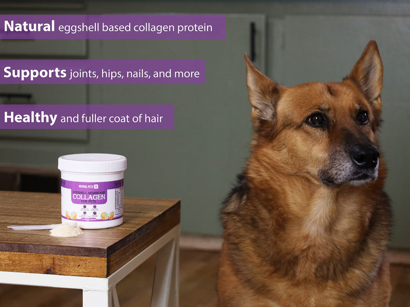 Eggshell Membrane Collagen for Dogs - Non-Gelatin and Non-Bone Marrow Based, All Natural Premium Dog Collagen Powder from Eggshell Membranes: Supports Pet HIPS, Joints, Nails, Fur and Digestion. - PawsPlanet Australia