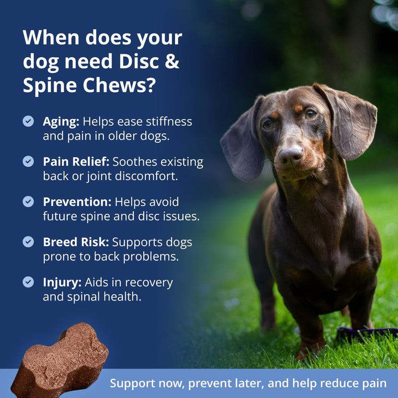 Under The Weather Pet Disc & Spine Health Chews for Dogs | Vet Formulated Dog Chews Spinal Disc Support Supplement | Ideal for Pugs French Bulldogs Dachshunds & Long-Backed Breeds with IVDD | 60 Count - PawsPlanet Australia