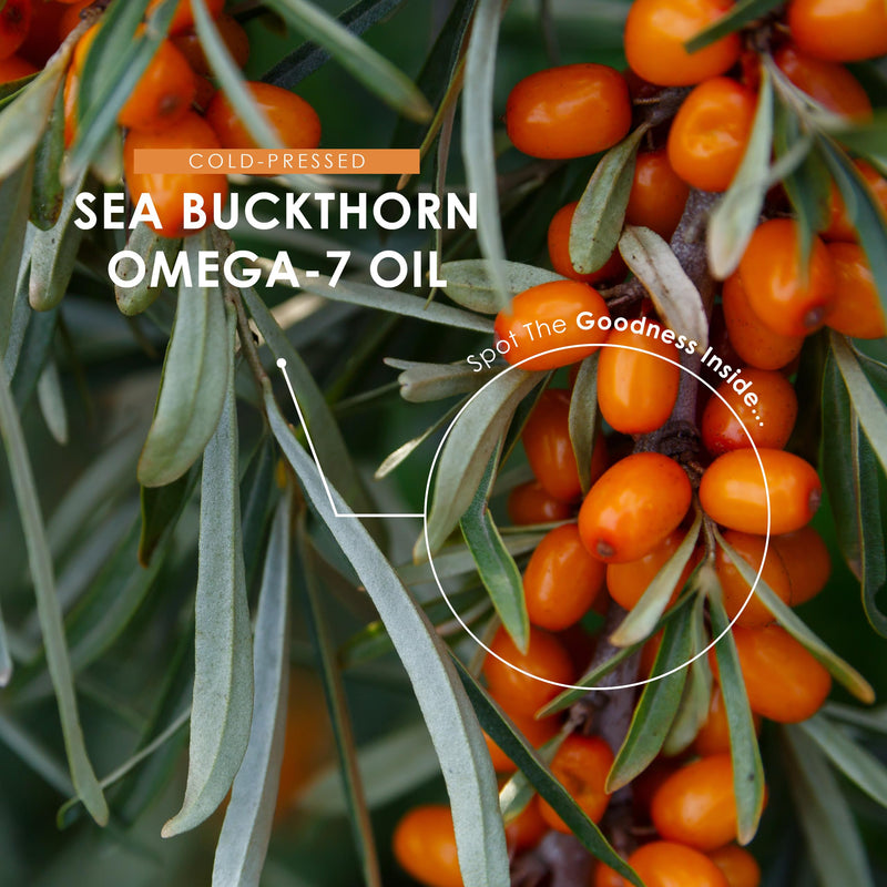 Sea Buckthorn Omega 7 Oil 11,550mg - 60 Vegan Softgels- High Strength 90mg Palmitoleic Acid- Pure & Potent Hippophae Rhamnoides Supplement Capsules - By Alpha01