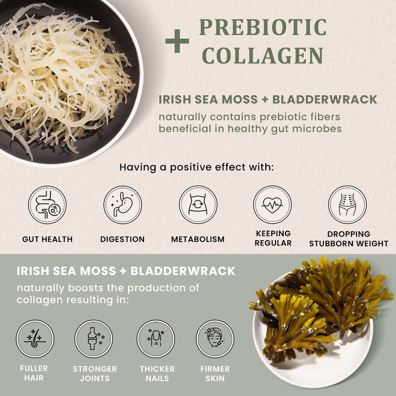 Gold Sea Moss Superfood Bundle - Organic Seamoss Raw & Irish Sea Moss, Bladderwrack and Burdock Root Capsules