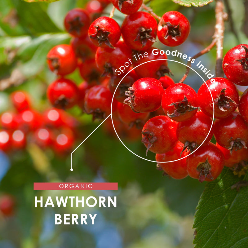 Organic Hawthorn Berry 1000mg – 180 Vegan Capsules – High Strength Crataegus Monogyna Supplement – Clean & Potent Formula – Resealable and Recyclable Pouch by Alpha01 1 count (Pack of 180)
