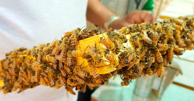 [Australia] - Propolis from ImkerPur, 100g, antibacterial, residue-free, directly from the apiary (raw propolis (in pieces)) 