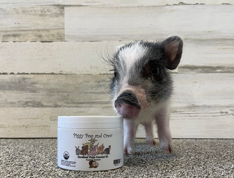 USDA Organic Unrefined Virgin Coconut Oil for Pigs Dogs Rabbits Cats and other Small Animals - PawsPlanet Australia
