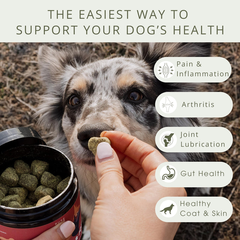 Pure Dogs Hip & Joint Dog Chews - Glucosamine Chondroitin & Green Lipped Mussel for Joint Pain Relief, Function & Mobility, Gut & Digestive Support - for Large & Small Breeds - 90 Chews 1 - PawsPlanet Australia