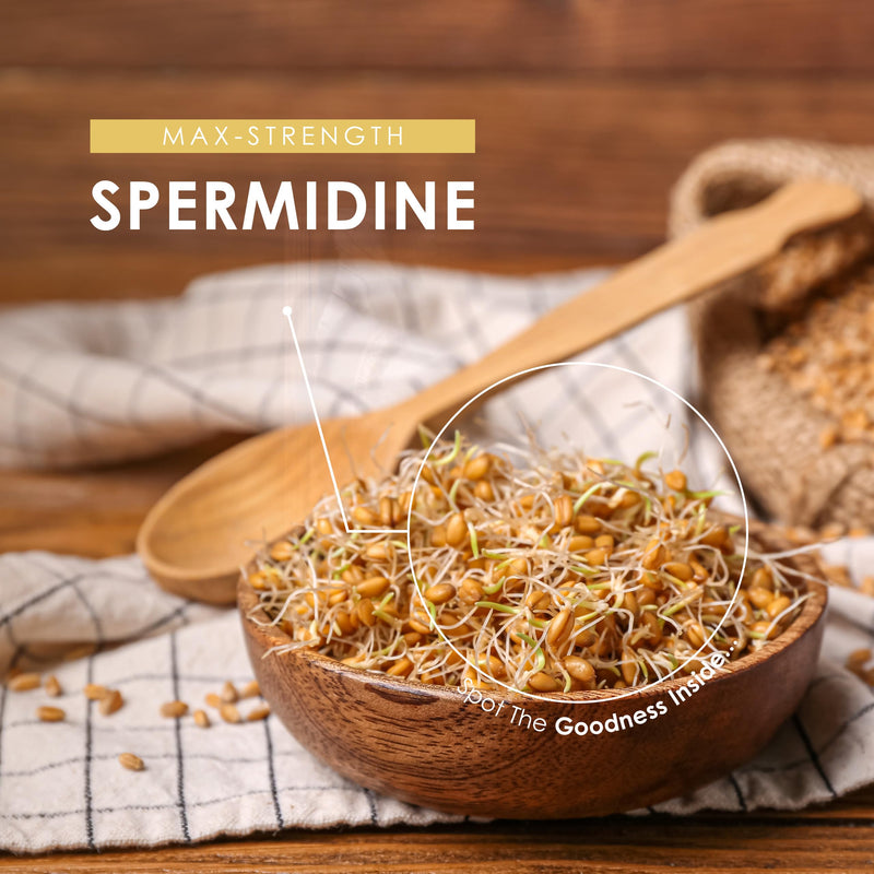 Spermidine Supplements Wheat Germ Extract – 600mg per Capsule - 6mg Spermidine High Strength Supplement – 60 Vegan Capsules (2 Months Supply) By Alpha01