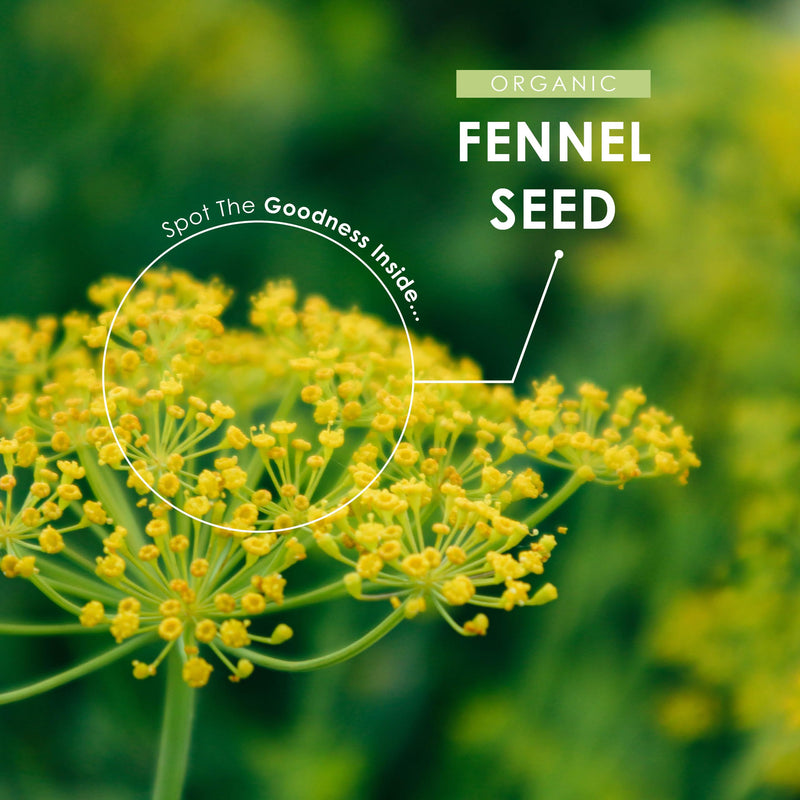 Organic Fennel Seed 500mg ~ 90 Veg Capsules (3 Months Supply) ~ High Strength Foeniculum Vulgare Supplement ~ By Alpha01