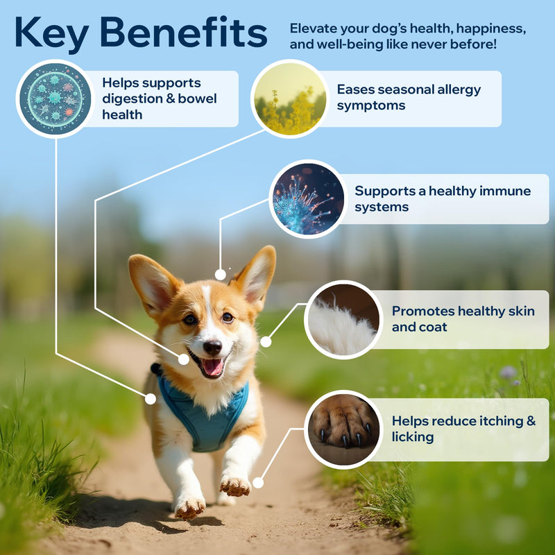 Dog Probiotics for Yeast, Itchy Skin and Itchy Ears, Allergies, Immunity - Prebiotic & Digestive Enzymes (Gut Health) with Probiotics for Dogs, Reduce Diarrhea, Constipation & Gas Relief - 90 Chews - PawsPlanet Australia